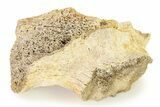 Fossil Ornithischian Dinosaur Vertebra Process Section - Montana #316416-1